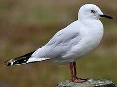 Black-billed Gull