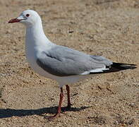 Hartlaub's Gull