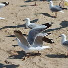 Mouette de Hartlaub