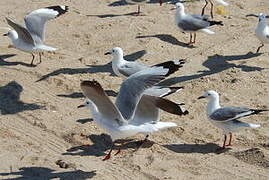 Hartlaub's Gull