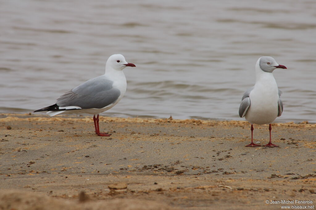 Mouette de Hartlaub, identification