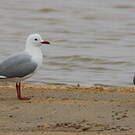Mouette de Hartlaub