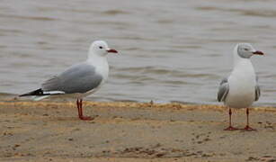 Hartlaub's Gull