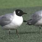 Mouette des Andes