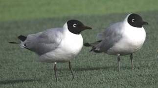 Mouette des Andes