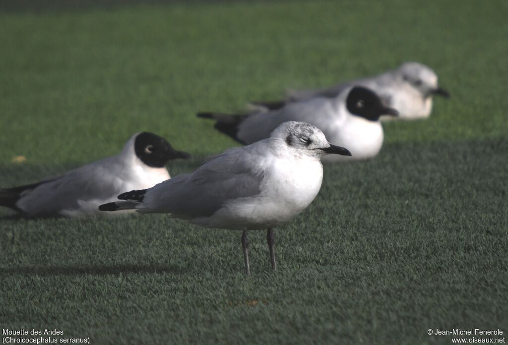 Andean Gull