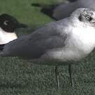 Mouette des Andes