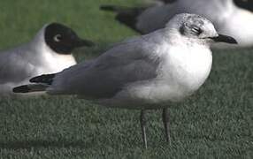 Mouette des Andes