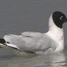 Mouette des Andes