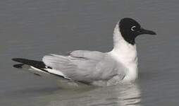 Mouette des Andes