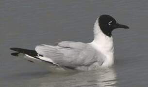 Andean Gull