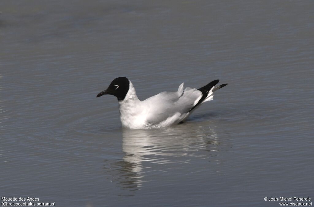 Mouette des Andes