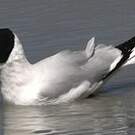 Mouette des Andes