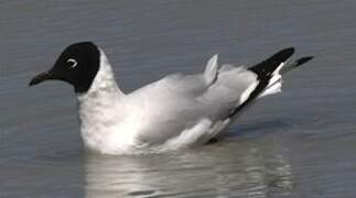 Andean Gull