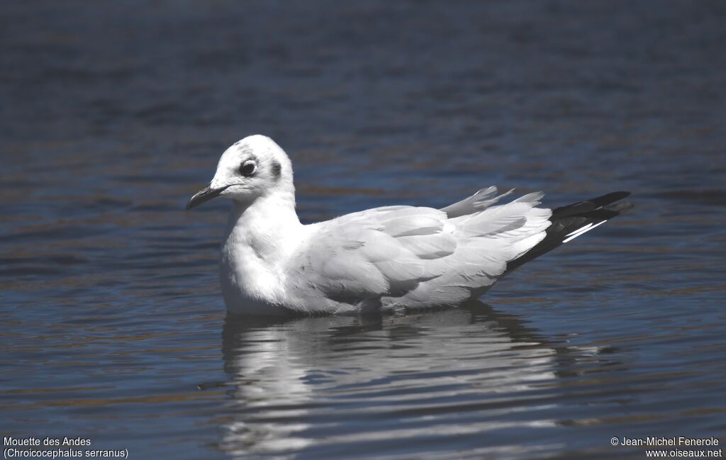 Mouette des Andes