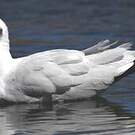 Mouette des Andes
