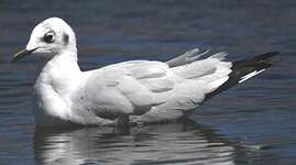 Mouette des Andes