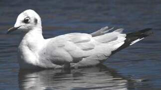 Mouette des Andes