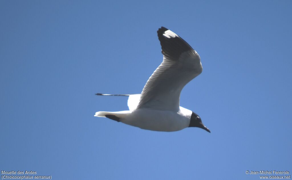 Mouette des Andes, Vol