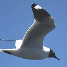 Mouette des Andes