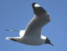 Mouette des Andes