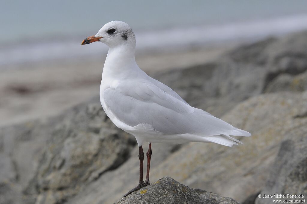 Mouette mélanocéphale