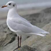 Mediterranean Gull