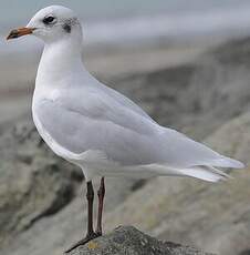 Mouette mélanocéphale