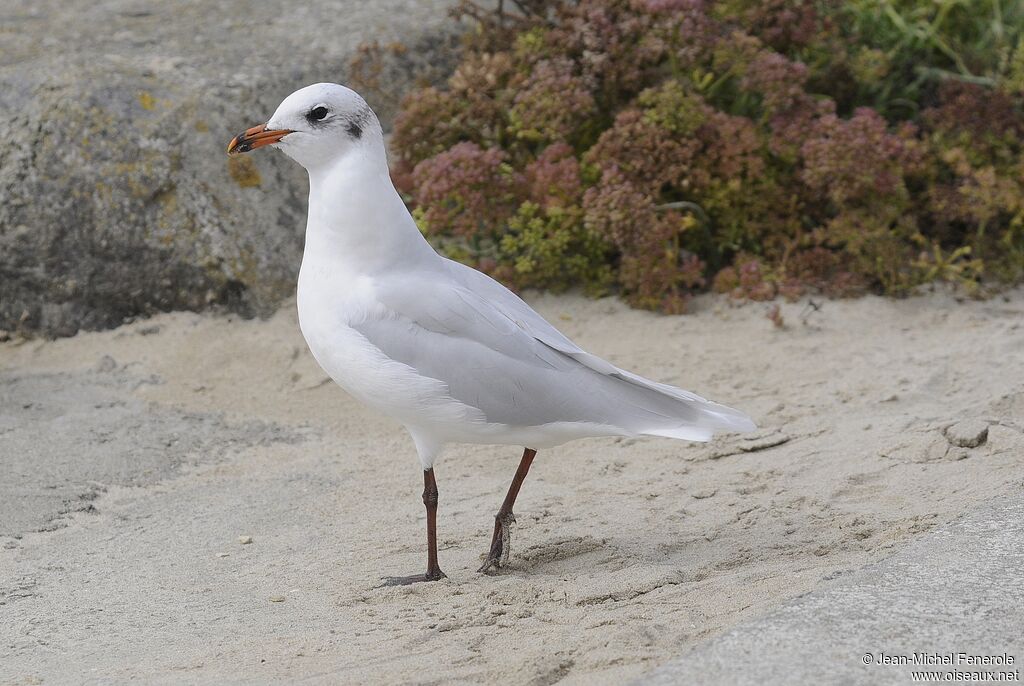 Mouette mélanocéphale