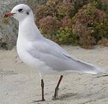 Mouette mélanocéphale