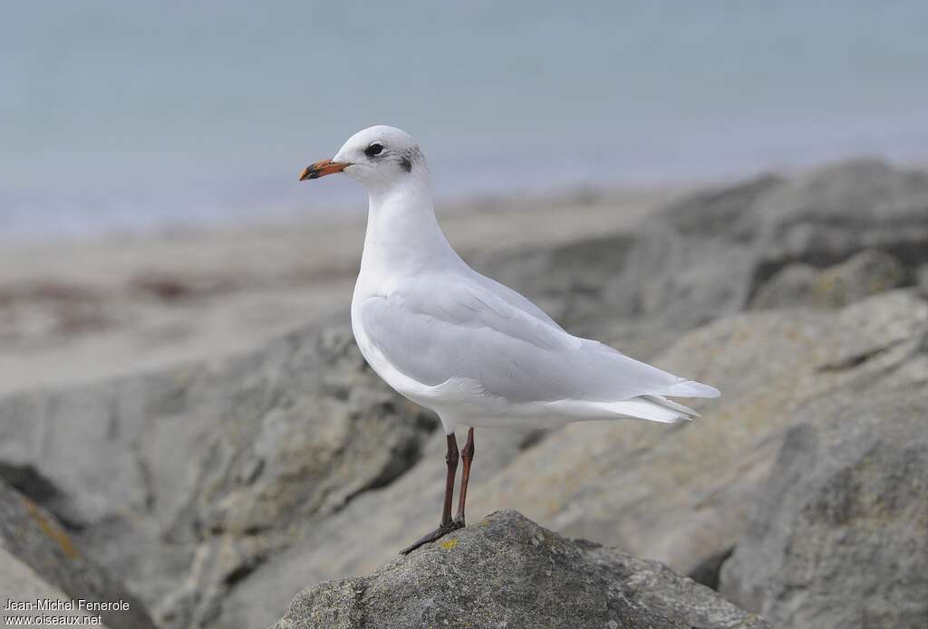 Mouette mélanocéphaleadulte internuptial, identification