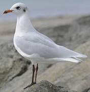 Mouette mélanocéphale