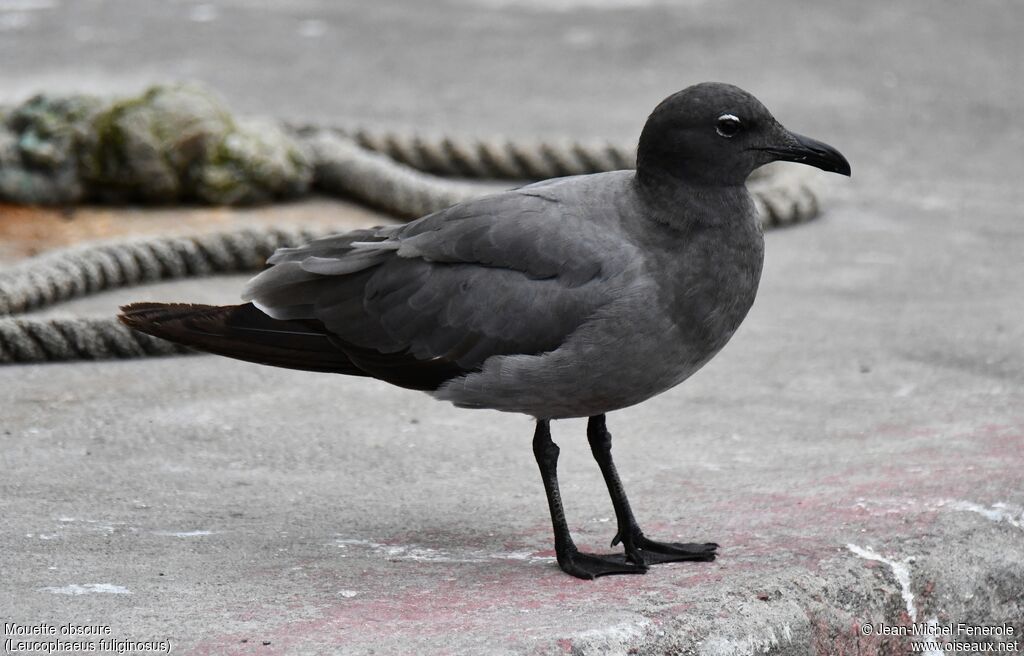 Lava Gull