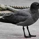 Mouette obscure