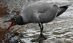 Mouette obscure