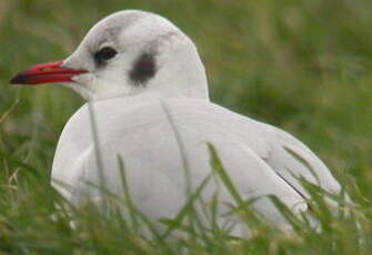 Mouette rieuse