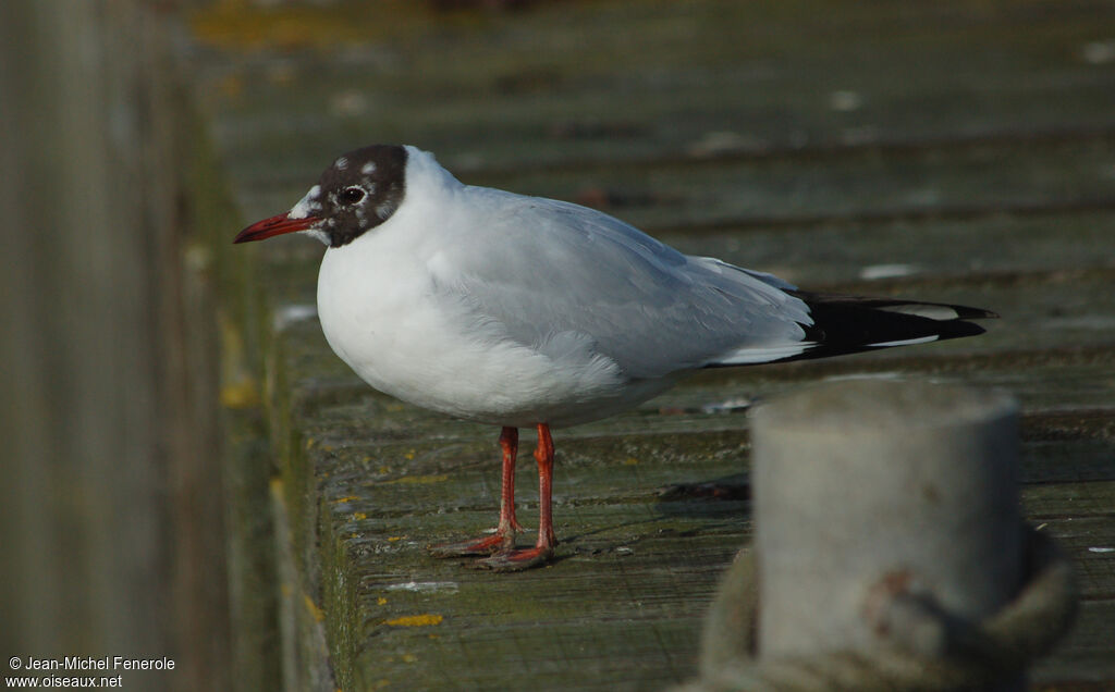 Mouette rieuseadulte nuptial