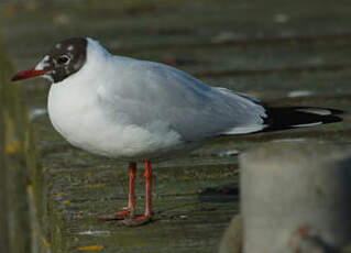 Mouette rieuse