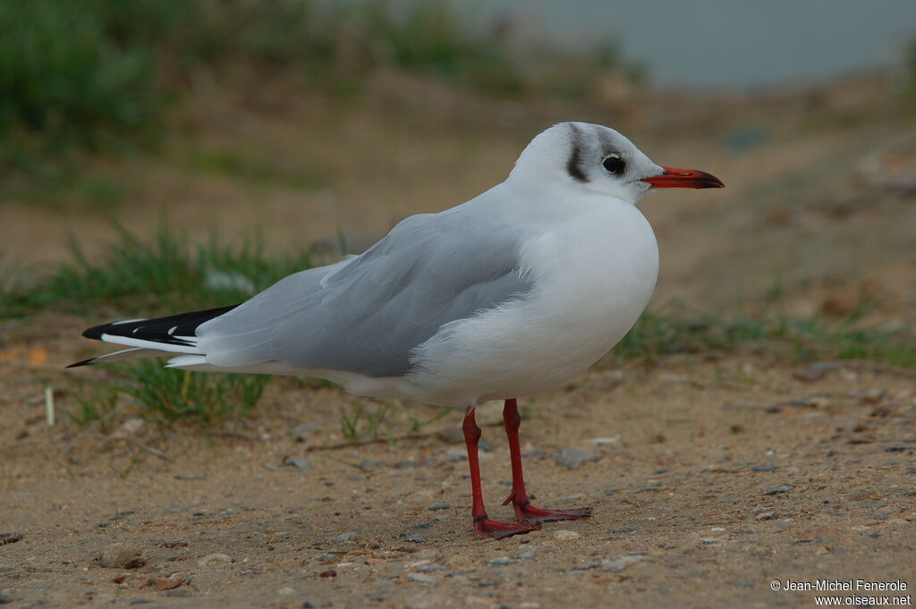 Mouette rieuse