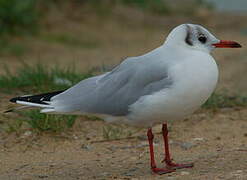 Black-headed Gull