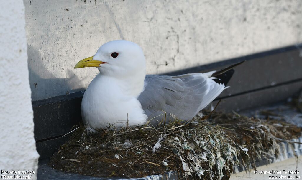 Mouette tridactyle