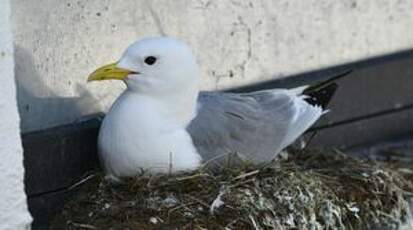 Mouette tridactyle