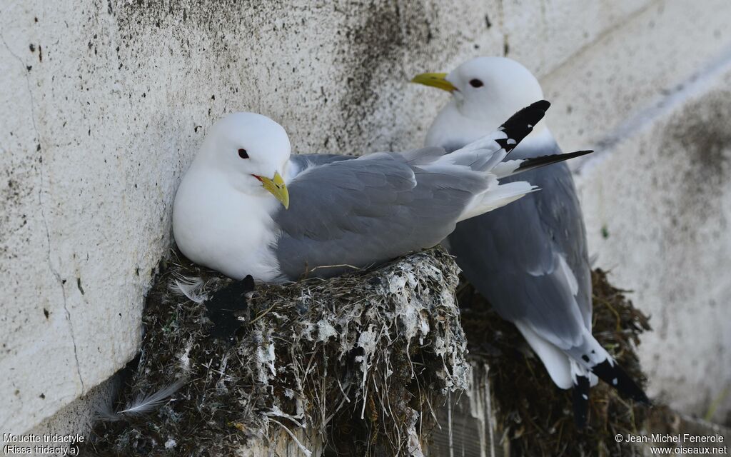 Mouette tridactyleadulte internuptial