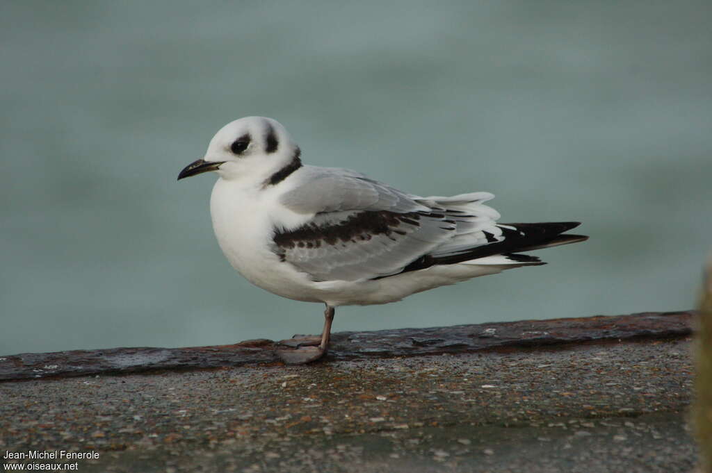 Mouette tridactyle1ère année, identification