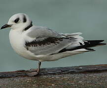 Black-legged Kittiwake