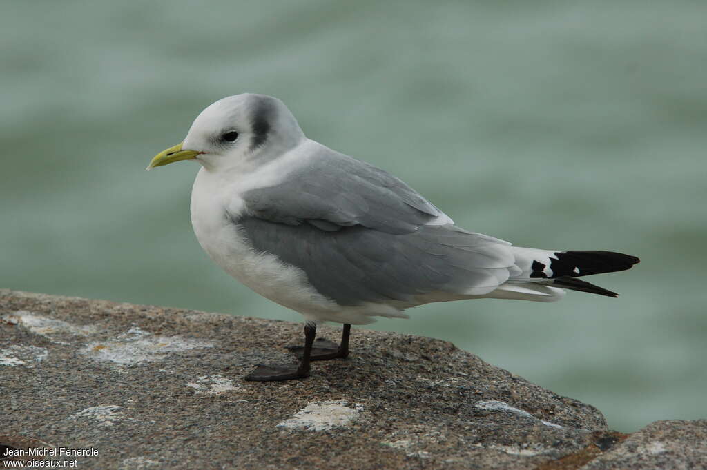 Black-legged Kittiwakeadult post breeding, identification