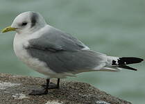 Mouette tridactyle