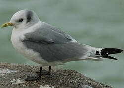 Black-legged Kittiwake