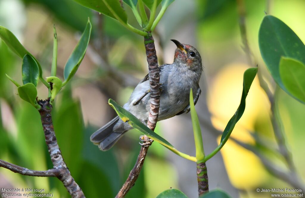 Red-headed Myzomela