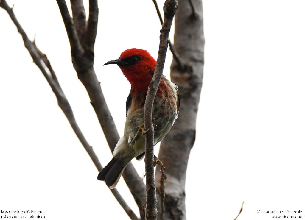 New Caledonian Myzomela